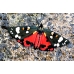 Scarlet Tiger Moth dominula 10 larvae 